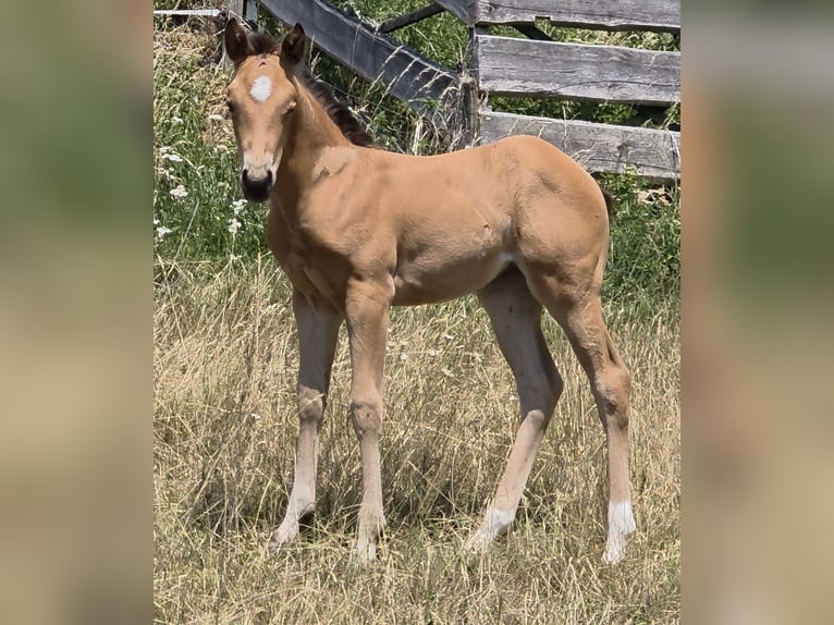American Quarter Horse Merrie Veulen (06/2026) 148 cm Buckskin in Langenbach