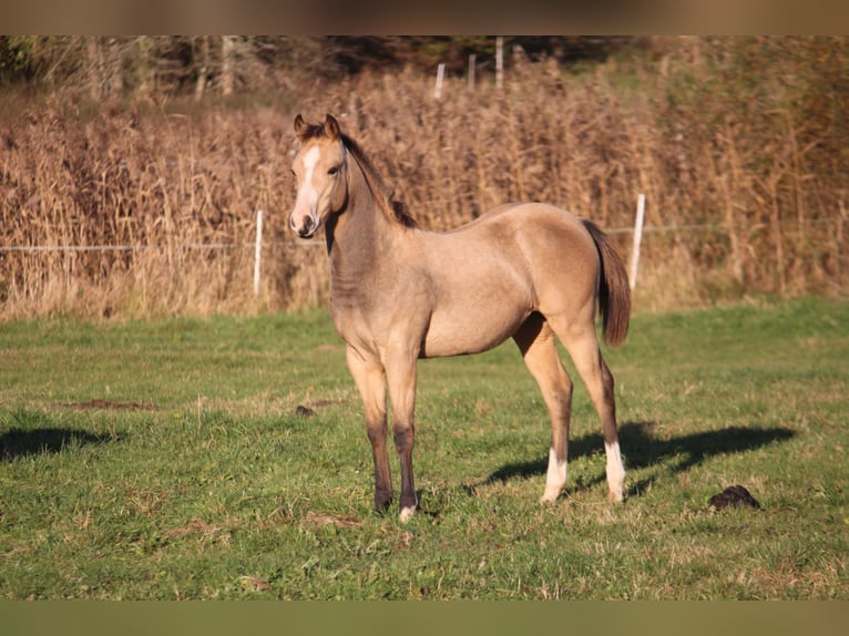 American Quarter Horse Merrie  148 cm Buckskin in Neustadt