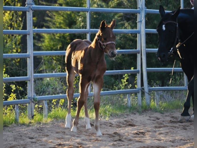 American Quarter Horse Merrie  148 cm Donkere-vos in Mehlmeisel