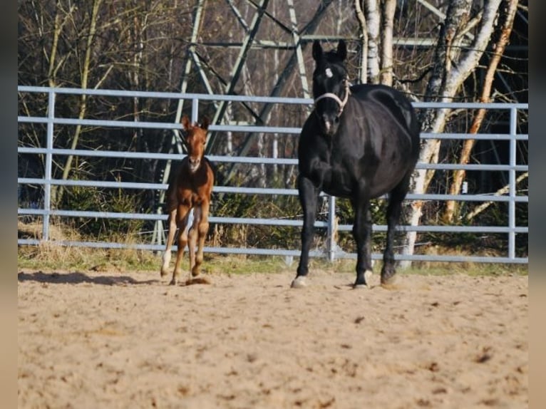 American Quarter Horse Merrie  148 cm Donkere-vos in Mehlmeisel
