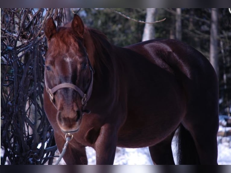 American Quarter Horse Merrie  148 cm Donkere-vos in Mehlmeisel
