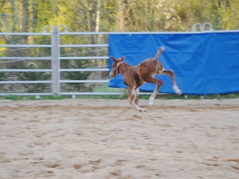 American Quarter Horse Merrie  148 cm Donkere-vos in Mehlmeisel