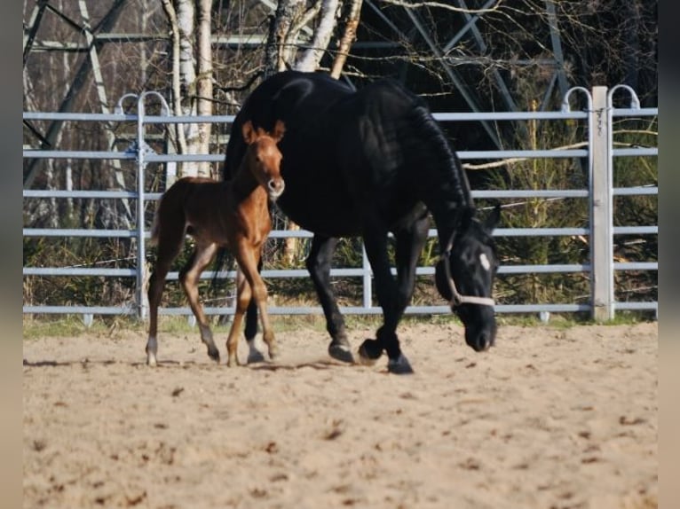 American Quarter Horse Merrie  148 cm Donkere-vos in Mehlmeisel