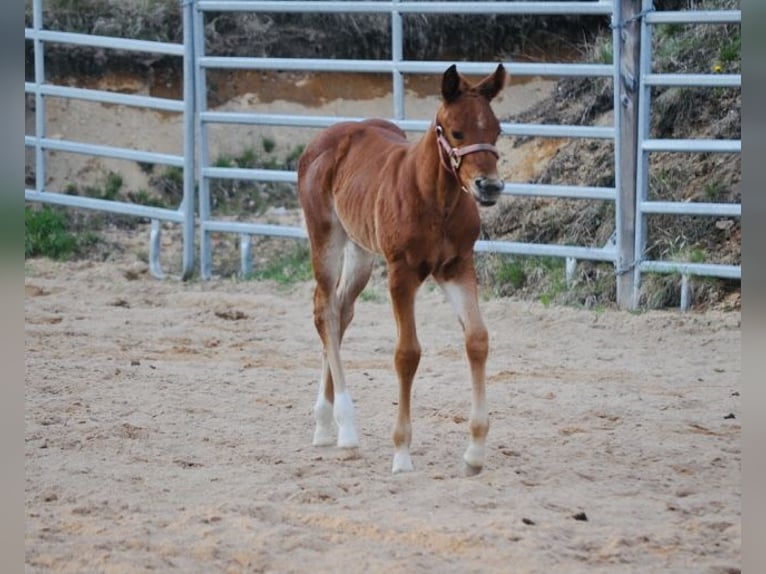 American Quarter Horse Merrie  148 cm Donkere-vos in Mehlmeisel