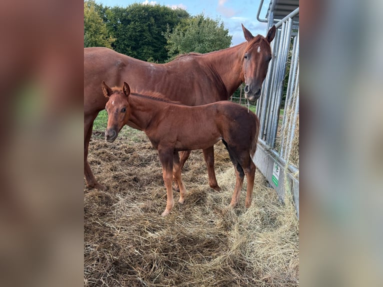 American Quarter Horse Merrie Veulen (07/2025) 148 cm Donkere-vos in Daleiden