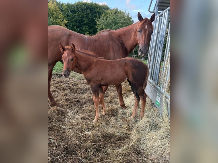 American Quarter Horse Merrie Veulen (07/2025) 148 cm Donkere-vos in Daleiden