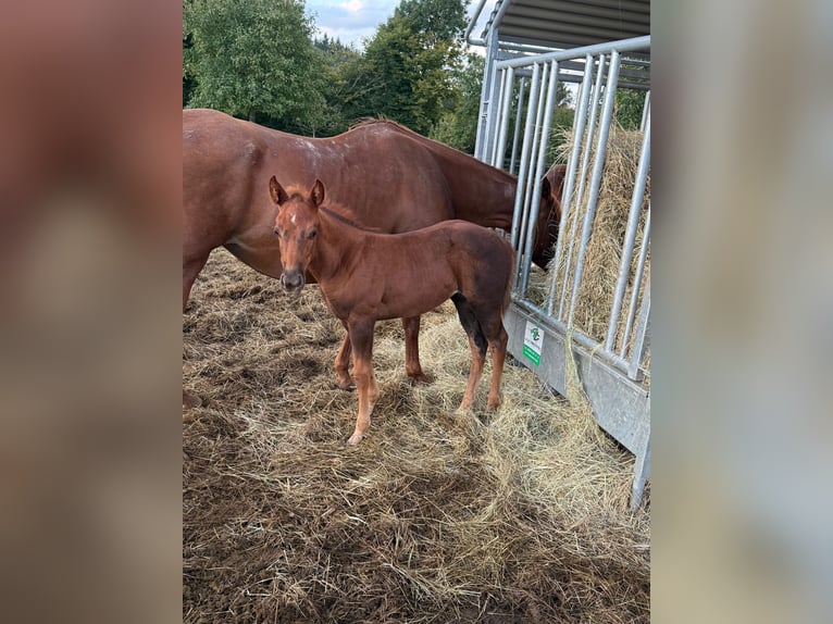 American Quarter Horse Merrie Veulen (07/2025) 148 cm Donkere-vos in Daleiden
