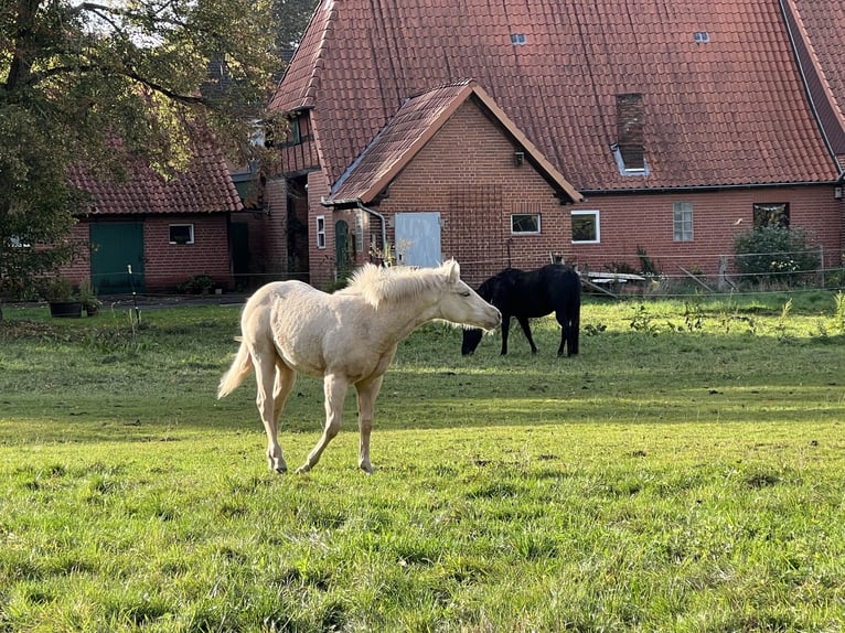 American Quarter Horse Merrie Veulen (04/2025) 148 cm Palomino in Linsburg