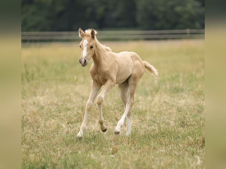 American Quarter Horse Merrie Veulen (04/2026) 148 cm Palomino in Waldshut-Tiengen