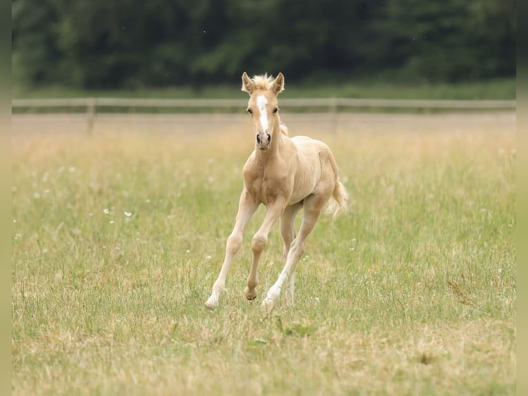 American Quarter Horse Merrie Veulen (04/2026) 148 cm Palomino in Waldshut-Tiengen
