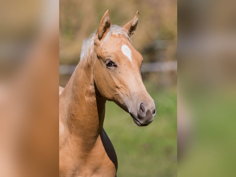 American Quarter Horse Merrie Veulen (05/2026) 148 cm Palomino in St Josef