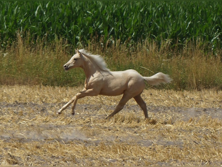 American Quarter Horse Merrie Veulen (03/2025) 148 cm Palomino in Linsburg