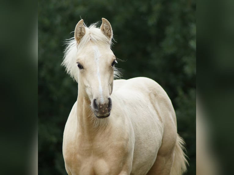 American Quarter Horse Merrie Veulen (03/2025) 148 cm Palomino in Linsburg