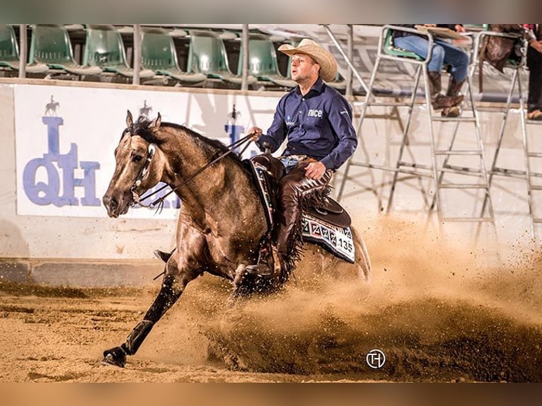 American Quarter Horse Merrie veulen (03/2024) 149 cm Buckskin in Hülben