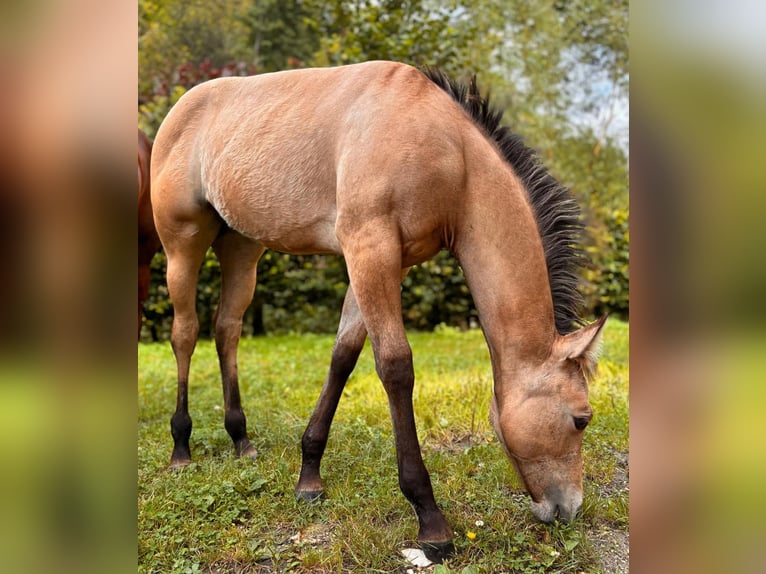 American Quarter Horse Merrie veulen (03/2024) 149 cm Buckskin in Hülben