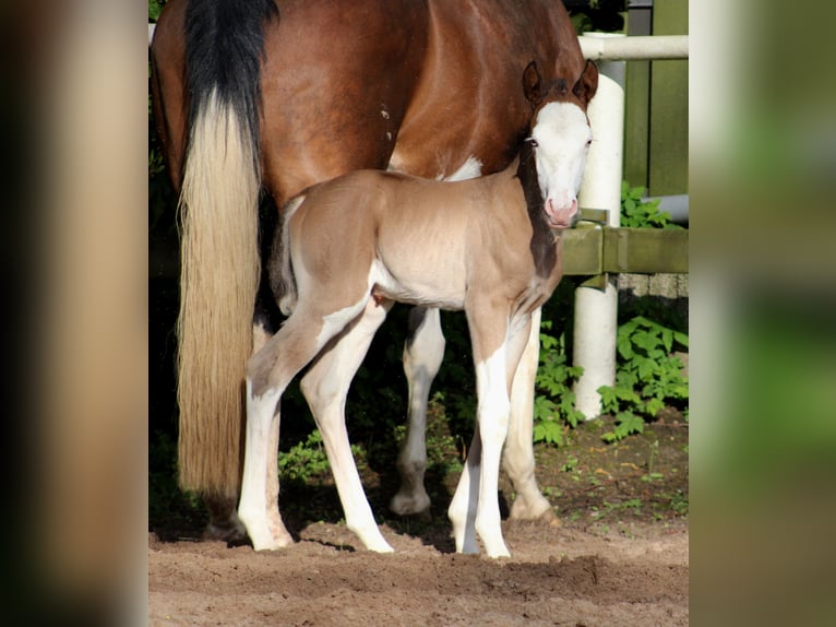 American Quarter Horse Merrie veulen (04/2024) 149 cm Overo-alle-kleuren in Stade