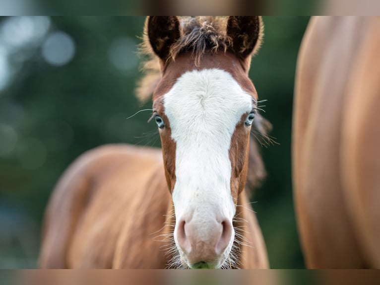 American Quarter Horse Merrie Veulen (03/2025) 150 cm Bruin in Kierspe