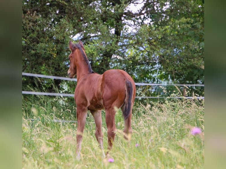 American Quarter Horse Merrie Veulen (04/2026) 150 cm Bruin in Breitenbach