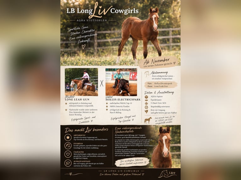 American Quarter Horse Merrie Veulen (05/2026) 150 cm Bruin in Illingen