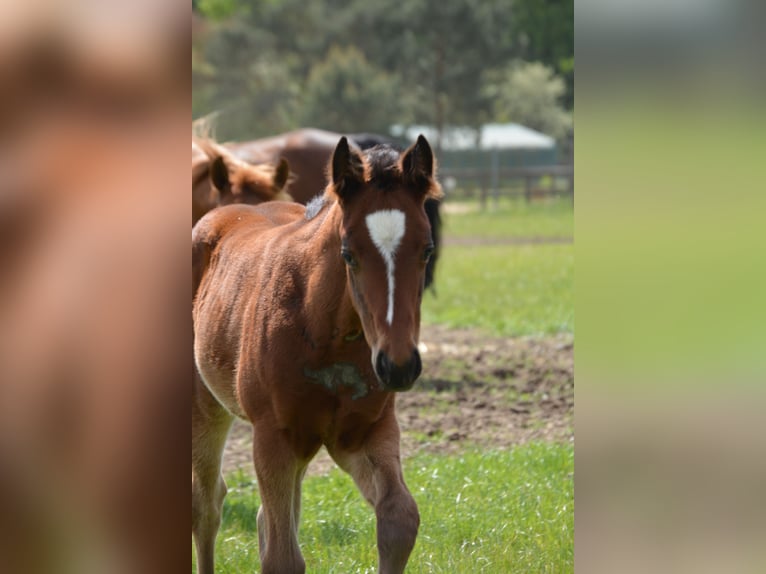 American Quarter Horse Merrie veulen (04/2024) 150 cm Bruin in Wusterhausen (Dosse)