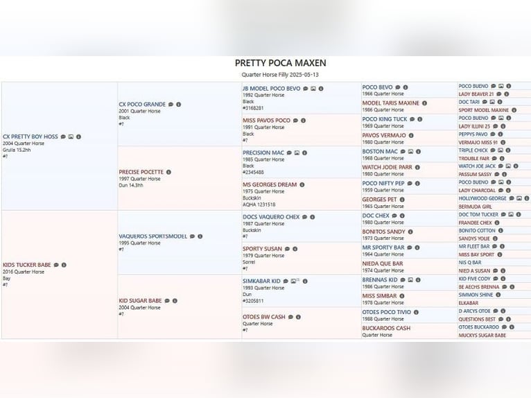 American Quarter Horse Merrie Veulen (05/2025) 150 cm Bruin in M&#xFC;glitztal
