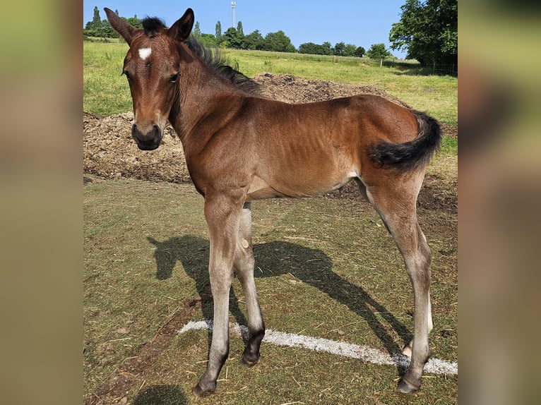 American Quarter Horse Merrie Veulen (05/2025) 150 cm Bruin in M&#xFC;glitztal