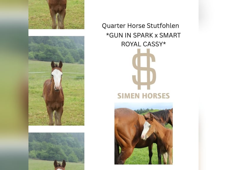 American Quarter Horse Merrie  150 cm Bruin in Steinen