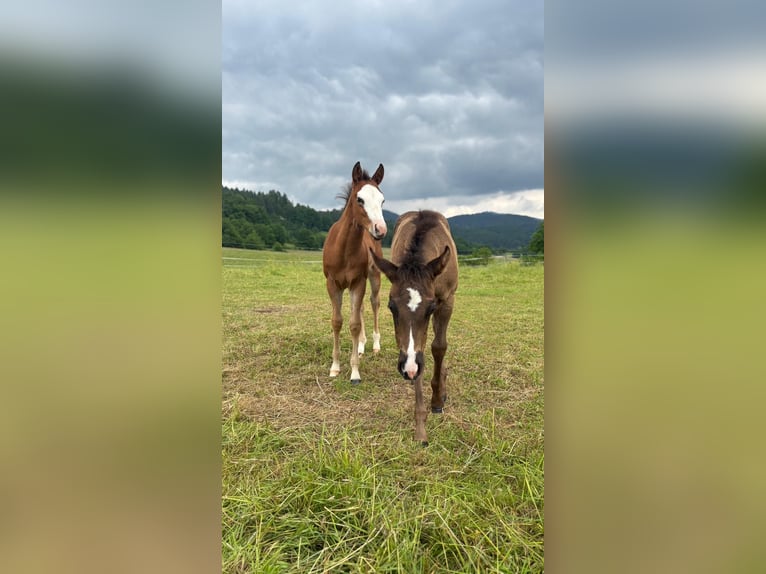 American Quarter Horse Merrie  150 cm Bruin in Steinen