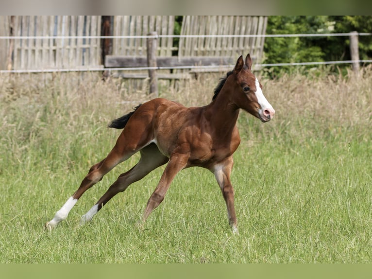 American Quarter Horse Merrie Veulen (06/2025) 150 cm Bruin in Celle