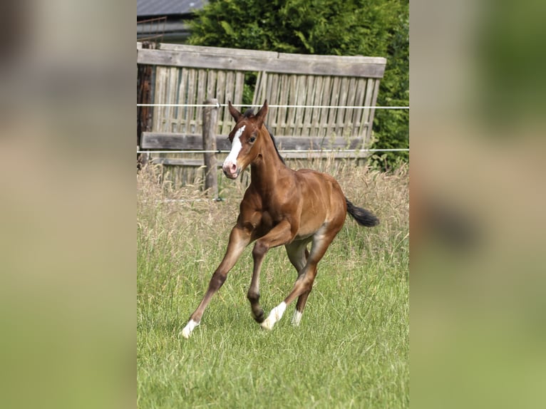 American Quarter Horse Merrie Veulen (06/2025) 150 cm Bruin in Celle