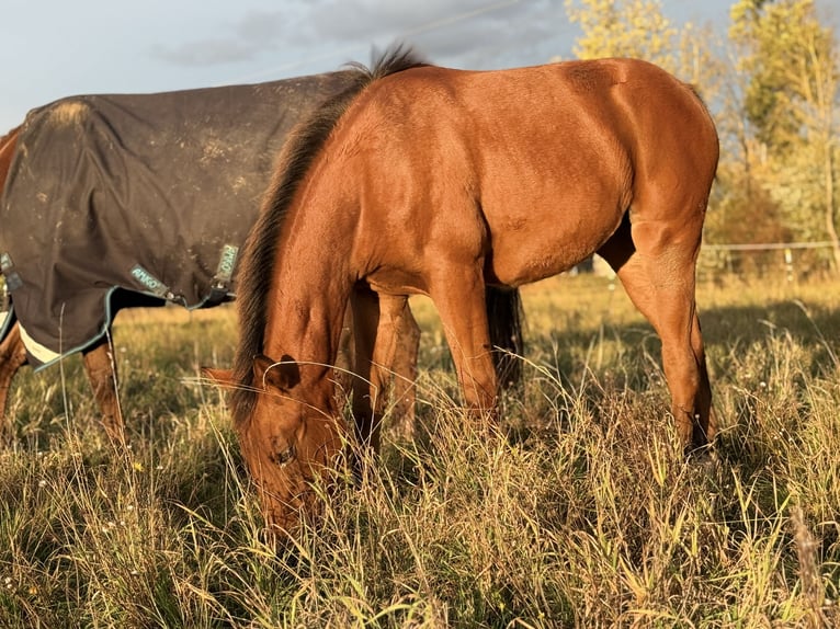 American Quarter Horse Merrie Veulen (03/2025) 150 cm Bruin in Kindelbrück American Quarter Horse Merrie Veulen (03/2025) 150 cm Bruin in Kindelbrück