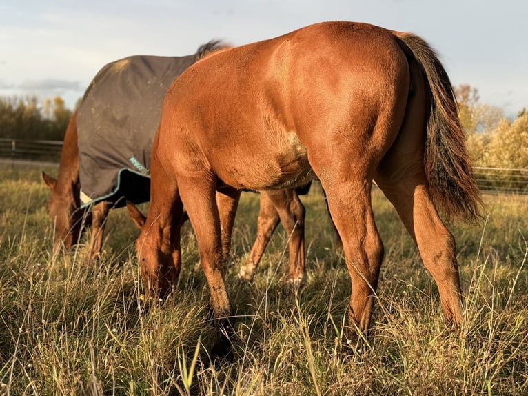American Quarter Horse Merrie Veulen (03/2025) 150 cm Bruin in Kindelbrück American Quarter Horse Merrie Veulen (03/2025) 150 cm Bruin in Kindelbrück