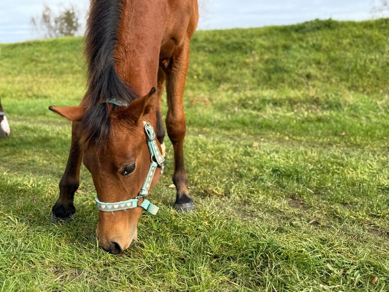 American Quarter Horse Merrie Veulen (03/2025) 150 cm Bruin in Kindelbr&#xFC;ck