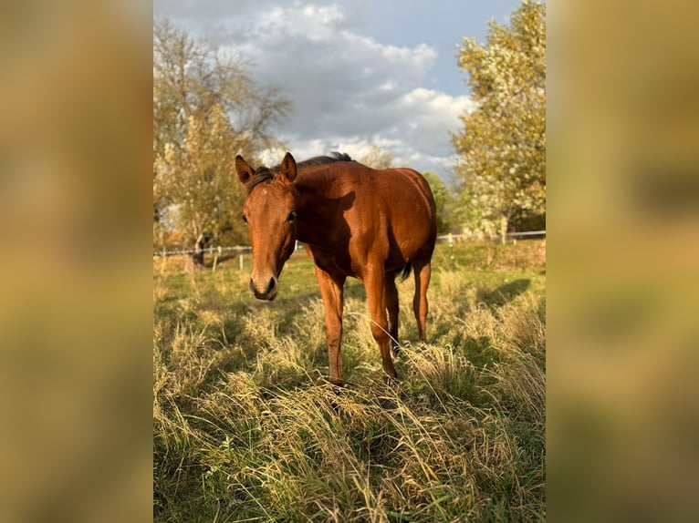 American Quarter Horse Merrie Veulen (03/2025) 150 cm Bruin in Kindelbr&#xFC;ck