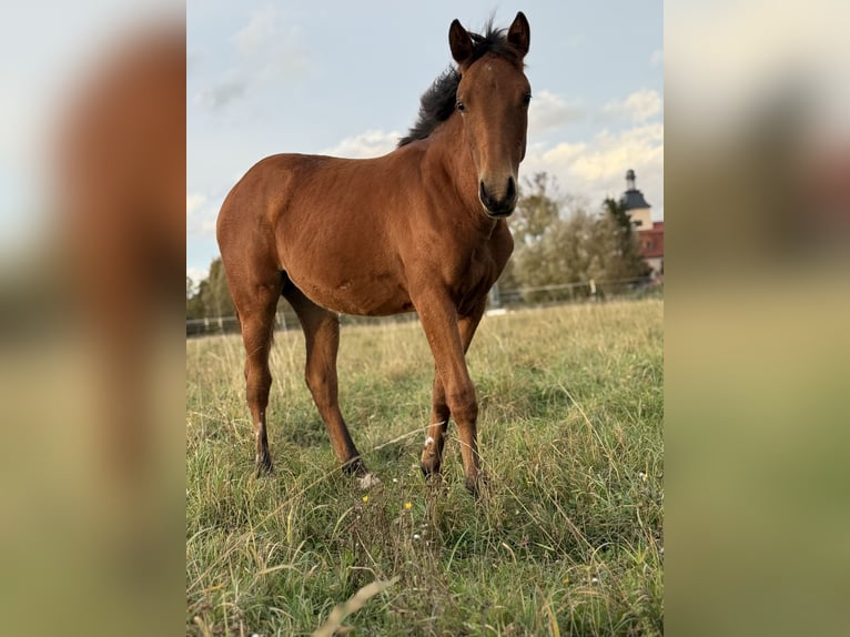 American Quarter Horse Merrie Veulen (03/2025) 150 cm Bruin in Kindelbrück American Quarter Horse Merrie Veulen (03/2025) 150 cm Bruin in Kindelbrück