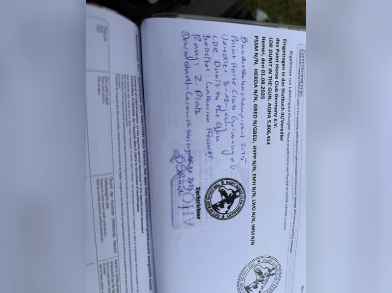 American Quarter Horse Merrie Veulen (03/2025) 150 cm Bruin in Kindelbrück American Quarter Horse Merrie Veulen (03/2025) 150 cm Bruin in Kindelbrück