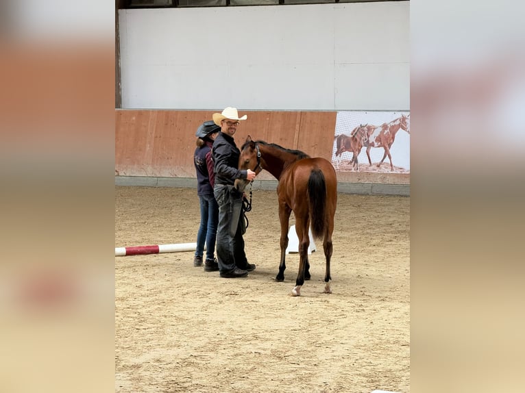 American Quarter Horse Merrie Veulen (03/2025) 150 cm Bruin in Kindelbr&#xFC;ck