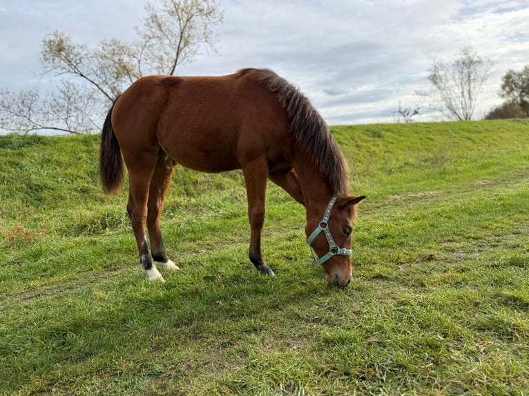 American Quarter Horse Merrie Veulen (03/2025) 150 cm Bruin in Kindelbr&#xFC;ck