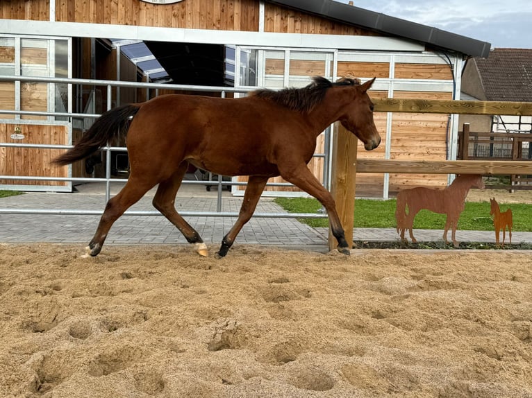 American Quarter Horse Merrie Veulen (03/2025) 150 cm Bruin in Kindelbrük