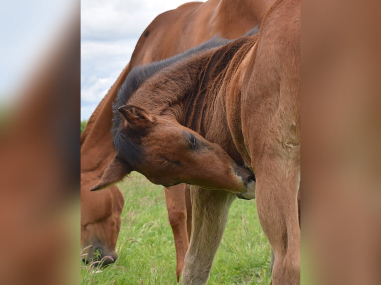 American Quarter Horse Merrie  150 cm Bruin in Neustadt Dosse