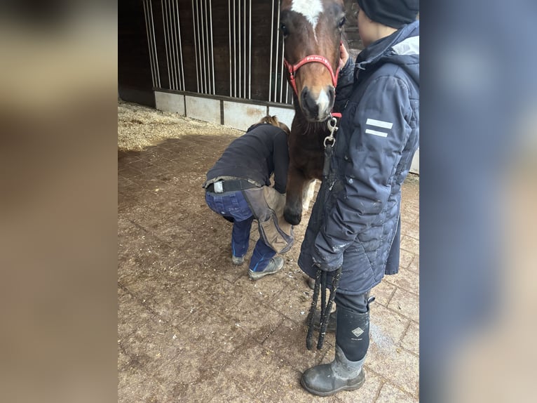 American Quarter Horse Merrie Veulen (04/2025) 150 cm Buckskin in H&#xF6;ringen