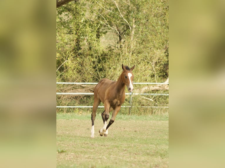 American Quarter Horse Merrie Veulen (05/2026) 150 cm Buckskin in Illingen