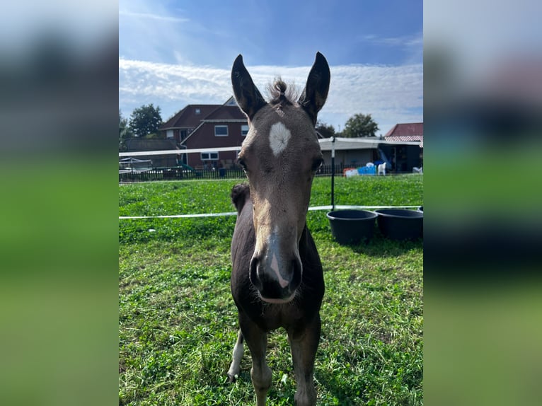 American Quarter Horse Merrie veulen (06/2024) 150 cm Buckskin in Moormerland