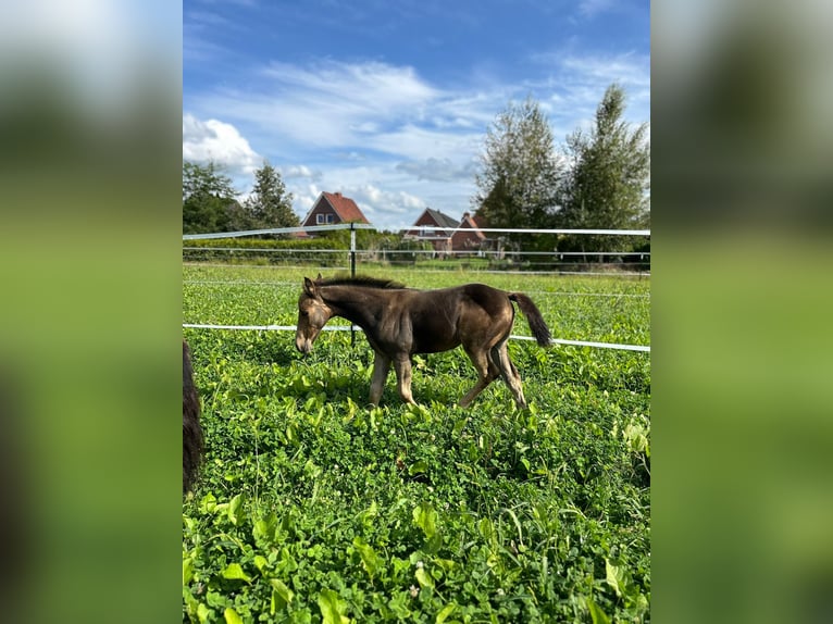 American Quarter Horse Merrie veulen (06/2024) 150 cm Buckskin in Moormerland