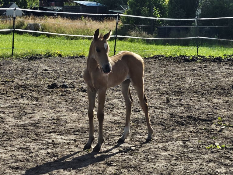 American Quarter Horse Merrie veulen (06/2024) 150 cm Buckskin in Moormerland