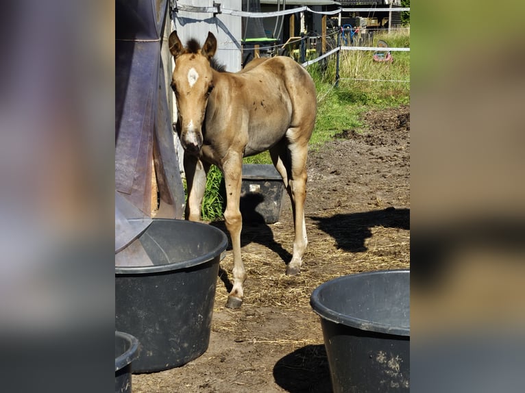 American Quarter Horse Merrie veulen (06/2024) 150 cm Buckskin in Moormerland