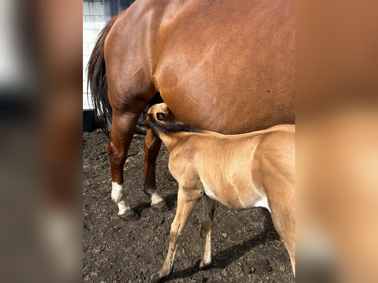 American Quarter Horse Merrie veulen (06/2024) 150 cm Buckskin in Moormerland