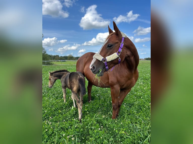 American Quarter Horse Merrie veulen (06/2024) 150 cm Buckskin in Moormerland