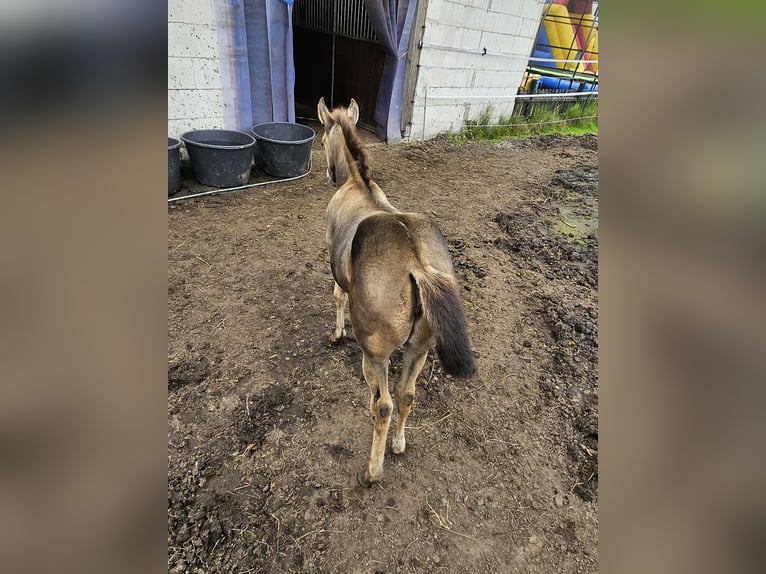 American Quarter Horse Merrie veulen (06/2024) 150 cm Buckskin in Moormerland