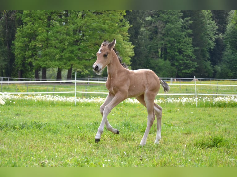 American Quarter Horse Merrie Veulen (05/2026) 150 cm Buckskin in Thalgau